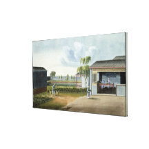 Sorting tea (w/c on paper) gallery wrap canvas