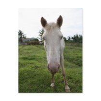 Soufriere Postcards