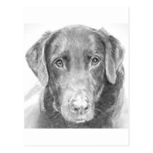 Soulful Chocolate Labrador Sketch Post Card