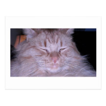 Sour Puss/Orange Tabby Kitten Post Card