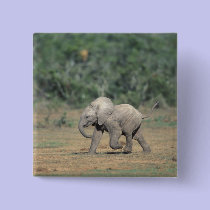 South Africa, Addo Elephant Nat'l Park. Baby buttons