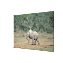 South Africa, Addo Elephant Nat'l Park. Baby
