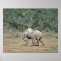 South Africa, Addo Elephant Nat'l Park. Baby