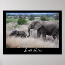 South Africa Elephants Posters