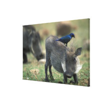 South Africa, Pilanesburg GR, Warthog