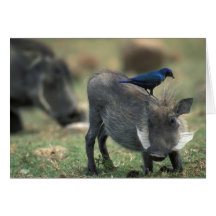 South Africa, Pilanesburg GR, Warthog Greeting Card