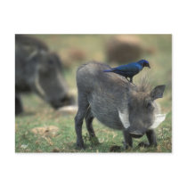 South Africa, Pilanesburg GR, Warthog