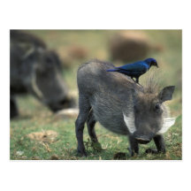 South Africa, Pilanesburg GR, Warthog Postcard
