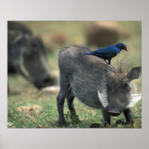 South Africa, Pilanesburg GR, Warthog