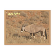 South Africa Post Card
