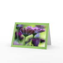 South African Daisies, Greeting Card Template