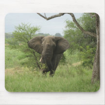 South African Elephant Mouse Pads