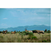 South African Oryx (Gemsbok) Photo Cut Outs