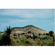 South African Oryx (Gemsbok) Photo Cutout