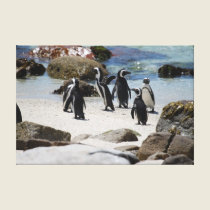 South African Penguins canvas prints