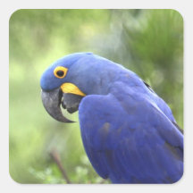 South America, Brazil, Pantanal. The endangered 2 Square Stickers