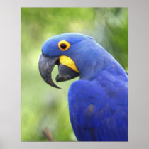 South America, Brazil, Pantanal. The endangered Poster