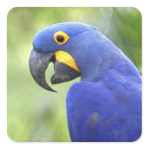 South America, Brazil, Pantanal. The endangered Square Sticker