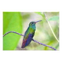 South America, Costa Rica, Sarapiqui, La Selva Art Photo