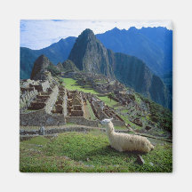 South America, Peru. A llama rests on a hill Fridge Magnet
