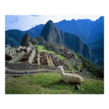 South America, Peru. A llama rests on a hill Photo