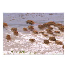 South America, Venezuela, Llano region. Art Photo
