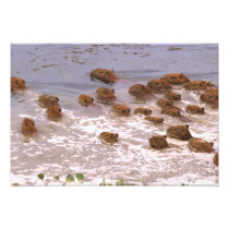 South America, Venezuela, Llano region.