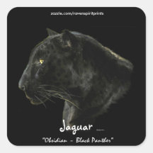 South American Black Jaguar Wildlife Collector Square Stickers