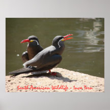 South American Wildlife - Inca Tern Poster