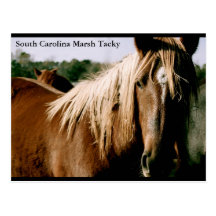 South Carolina Marsh Tacky Postcard
