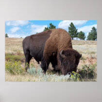South Dakota Buffalo Poster