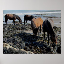 South Devon Beach Dartmoor Ponies Enjoying Seaweed Posters