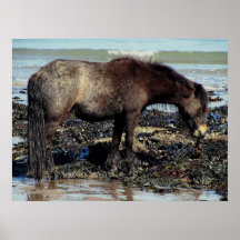 South Devon Beach Dartmoor Pony Enjoying Seaweed Poster