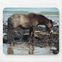 South Devon Dartmoor Pony Enjoying Eating Seaweed Mousemats
