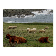 South Devon Sheep and Cows on wild coastline Post Cards