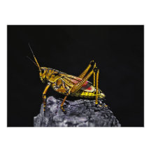 Southeastern  Lubber Grasshopper. Photo Print