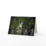 Southern Blue Jay Standing Watch Greeting Card