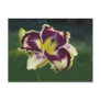 Southern Dazzle Postcards