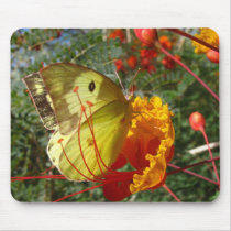 Southern Dogface Mouse Pad~ Kimberly P-Chadwick