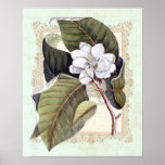 Southern Elegance Vintage Botanical Magnolia posters