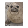 Southern Elephant Seal Mirounga leonina) Post Cards
