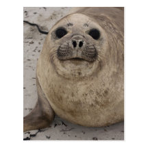 Southern Elephant Seal Mirounga leonina) Post Cards
