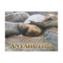 Southern Elephant Seals, Antarctic Peninsula Post Card