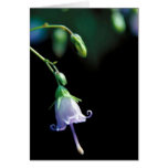 Southern Harebell Cards