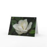 Southern Magnolia Bloom cards
