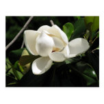 Southern Magnolia Post Cards