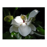 Southern Magnolia Postcard