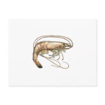 Southern Shrimp Art Postcards