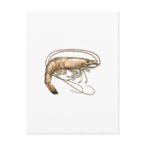 Southern Shrimp Art Post Cards