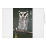 Southern White Faced Owl Cards